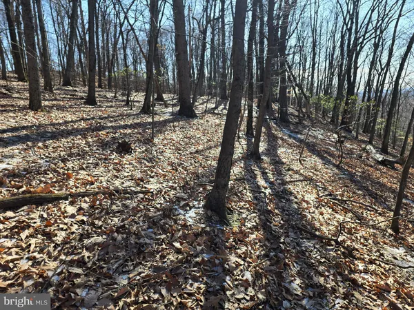 a picture of a tree in a forest