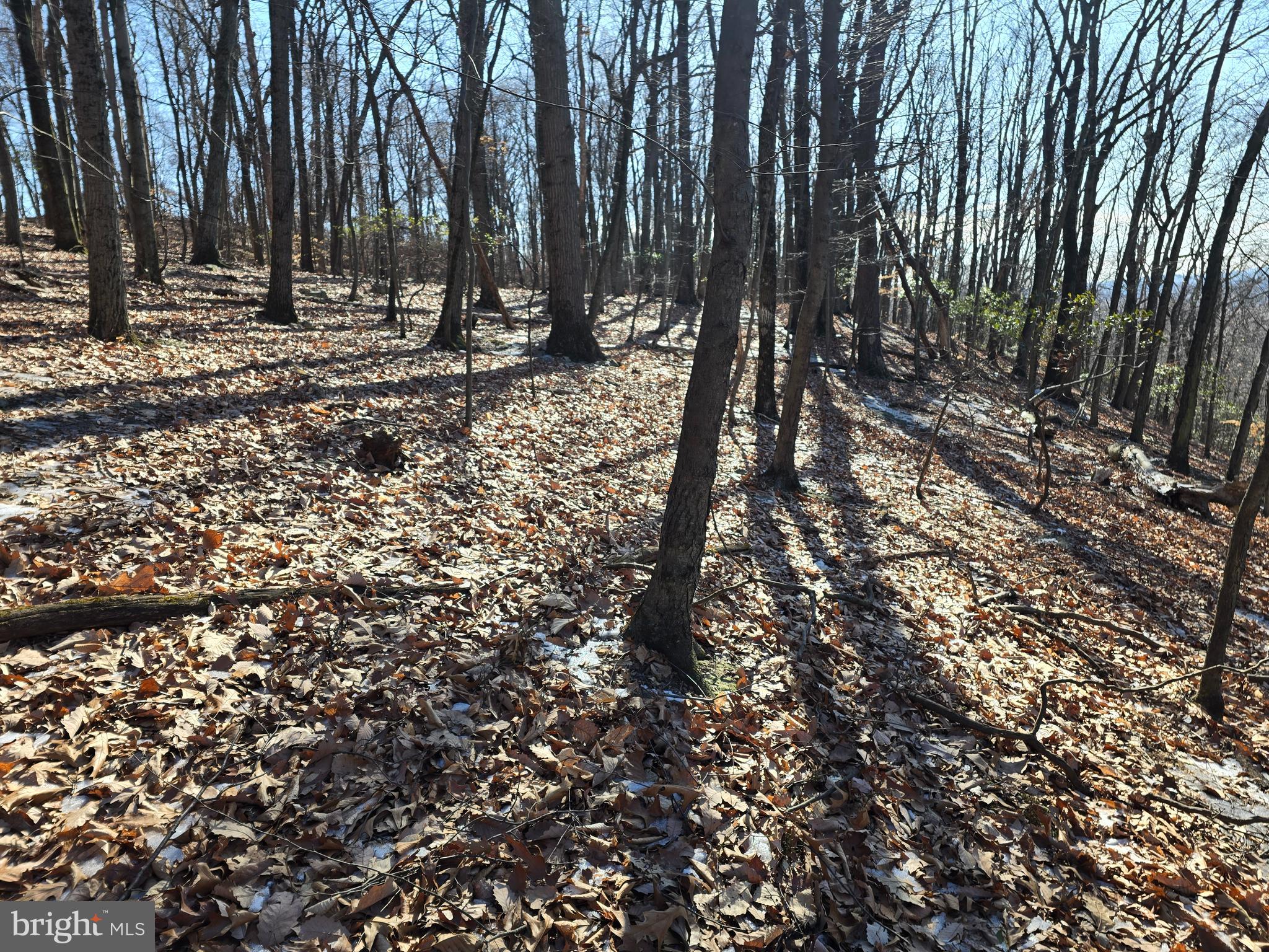0 Hill Road Boyertown, PA 19512 - Photo 25 of 29 a view of a forest with trees