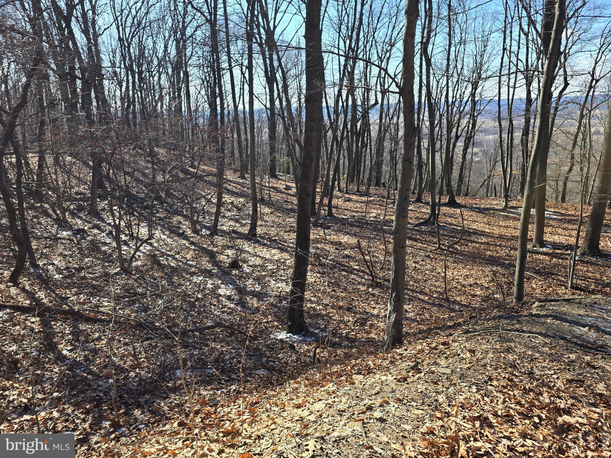 0 Hill Road Boyertown, PA 19512 - Photo 6 of 29 a view of a forest with trees