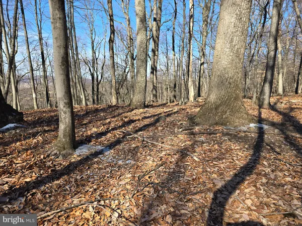 a view of a forest with trees