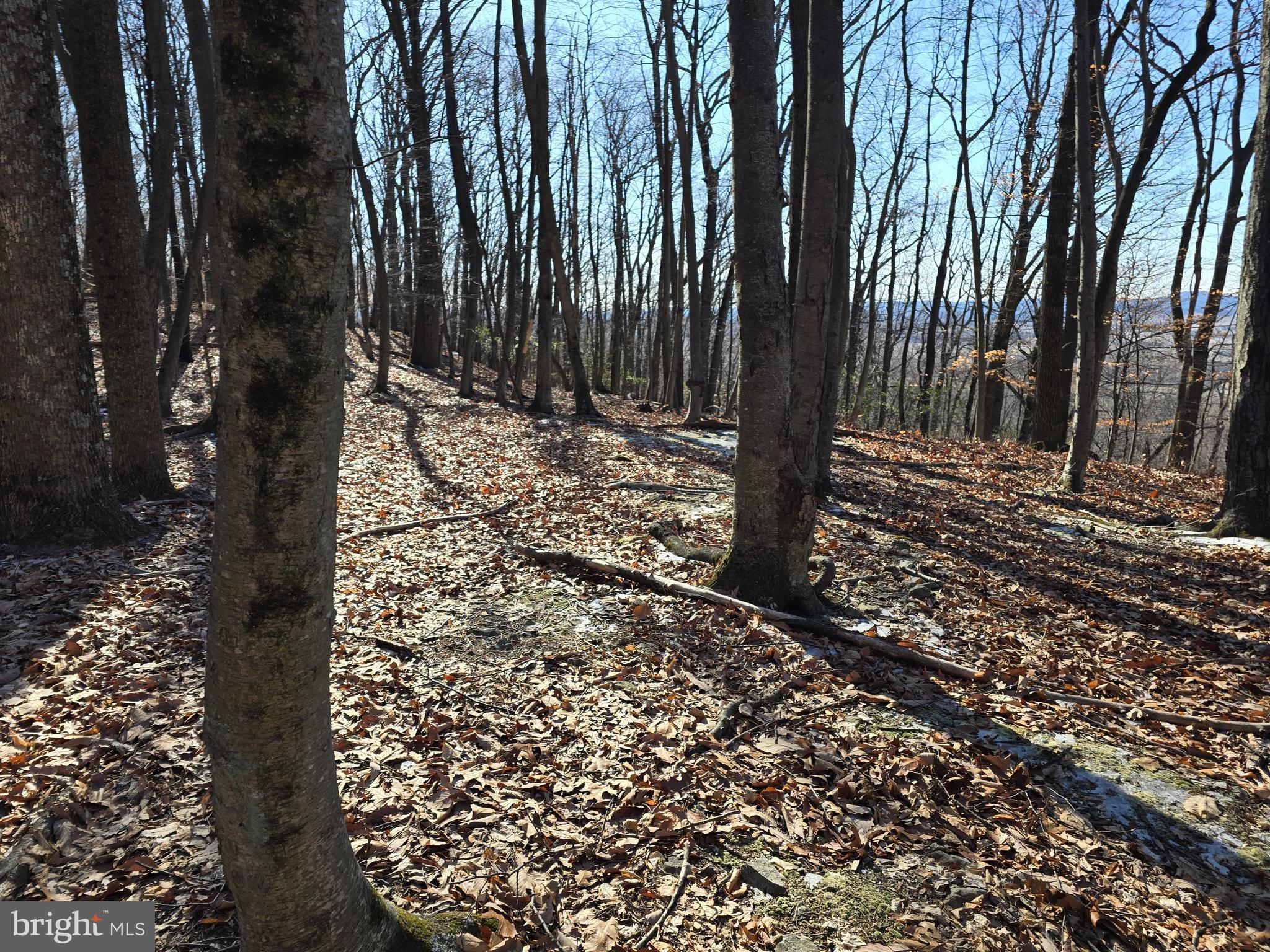 0 Hill Road Boyertown, PA 19512 - Photo 9 of 29 a view of a forest with trees