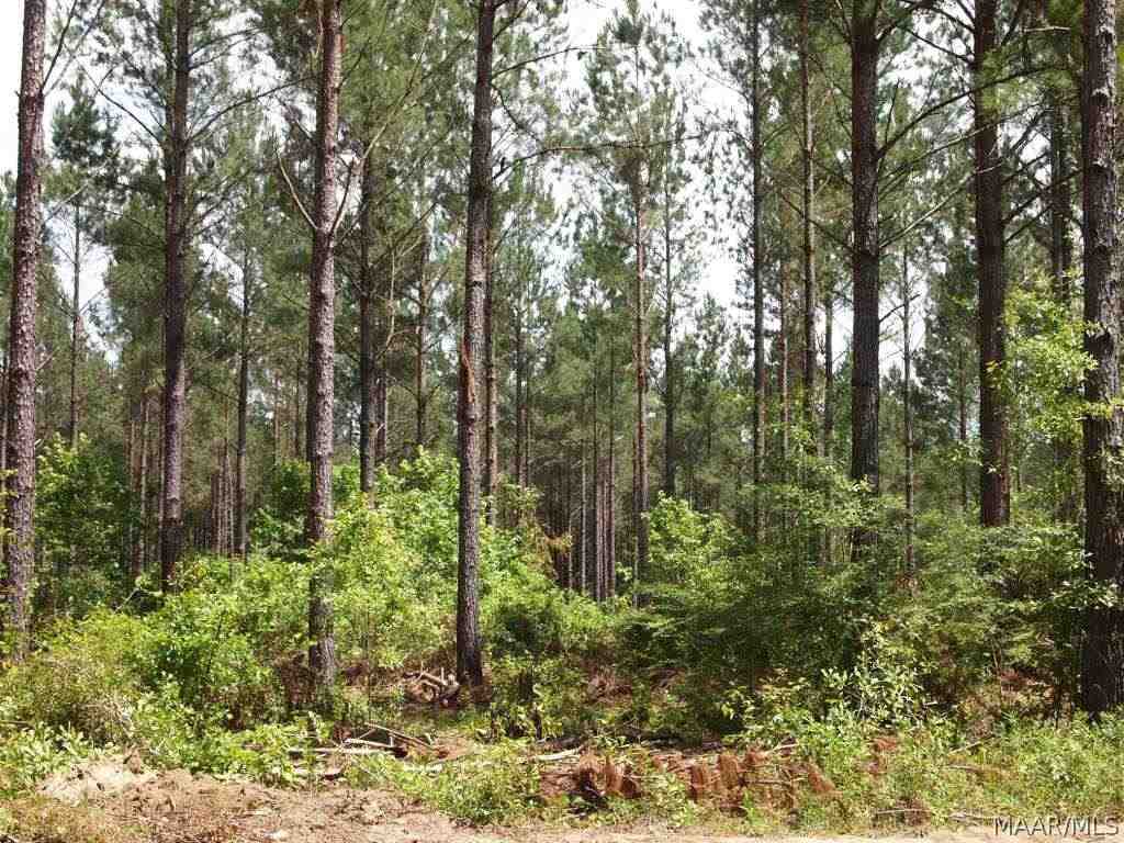 66-acres Dock Wilson Road Samson, AL 36477 - Photo 19 of 23 Gallery Image 19