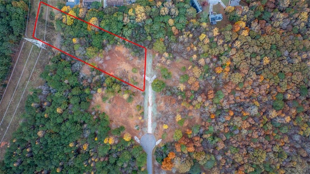 a view of a forest with a tree