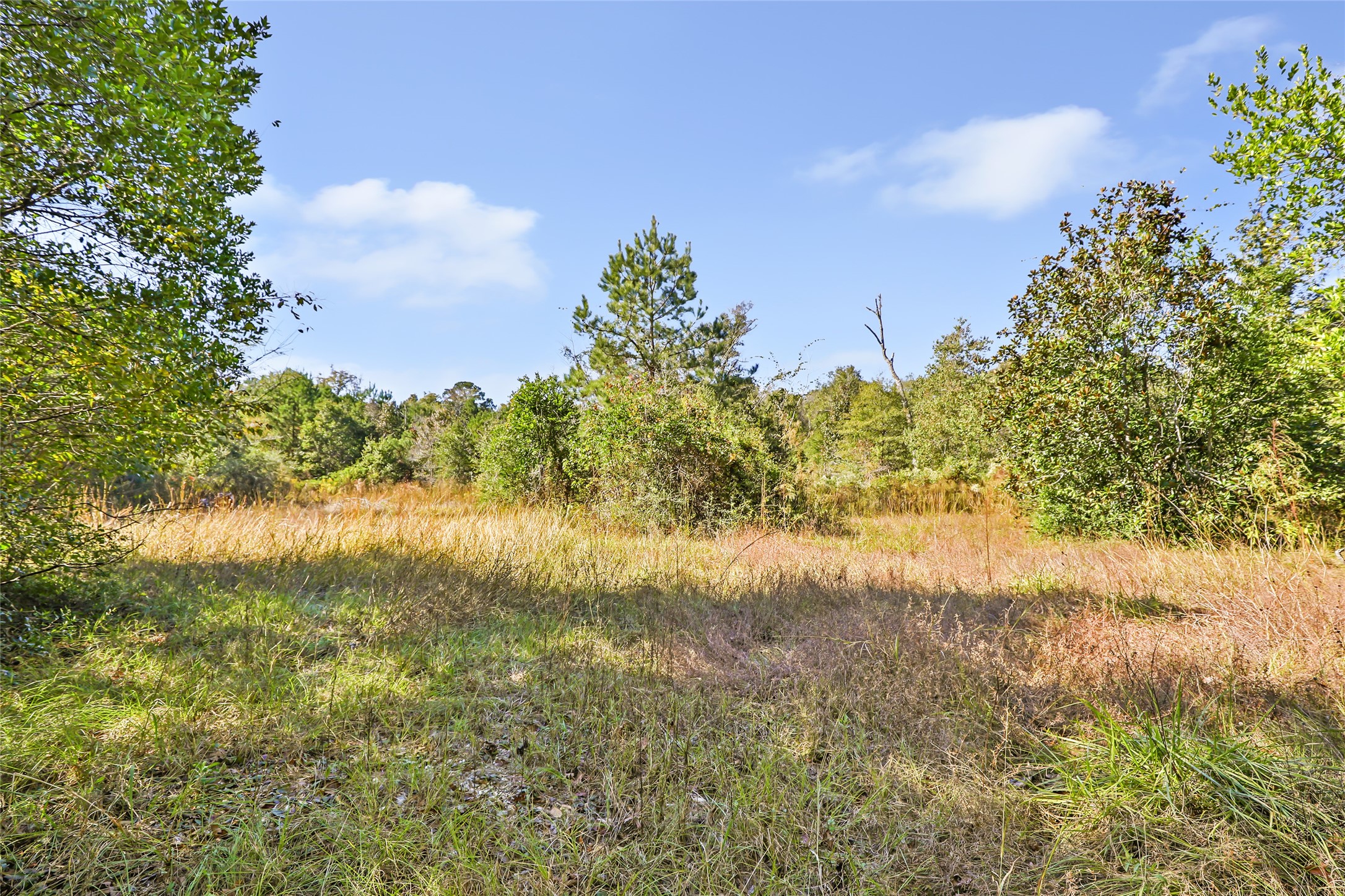 1224 Plum Pudding Road Livingston, TX 77351 - Photo 1 of 11 a view of lake with green space
