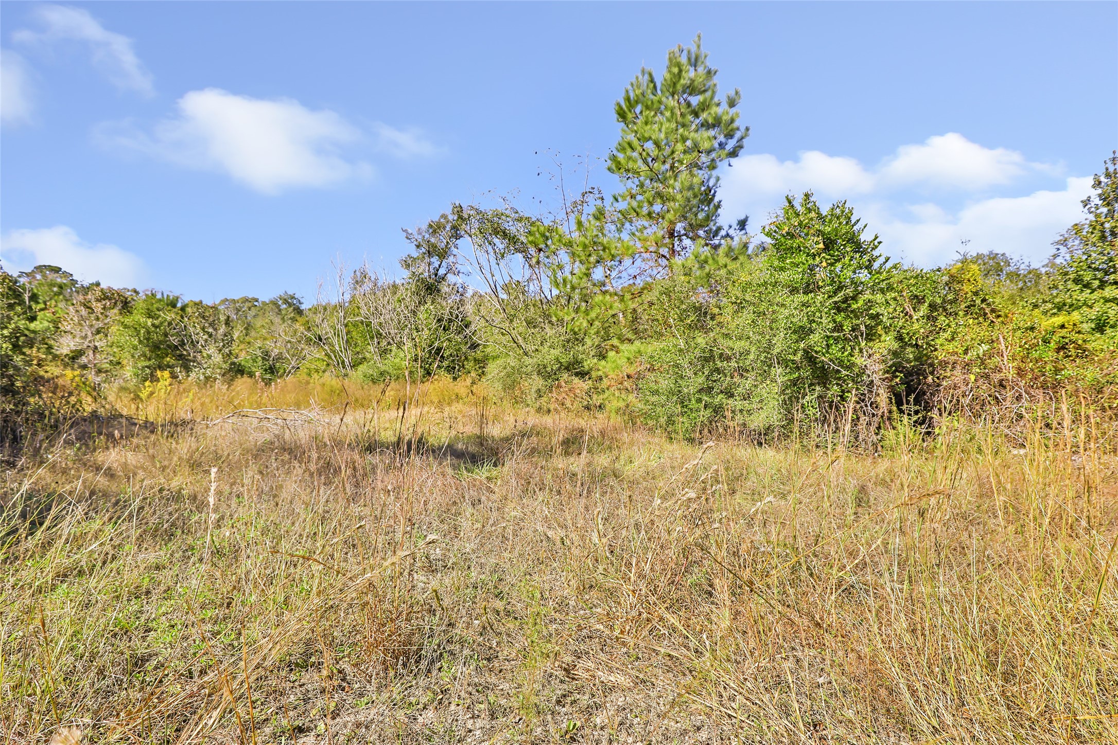 1224 Plum Pudding Road Livingston, TX 77351 - Photo 3 of 11 a view of a lake with a garden