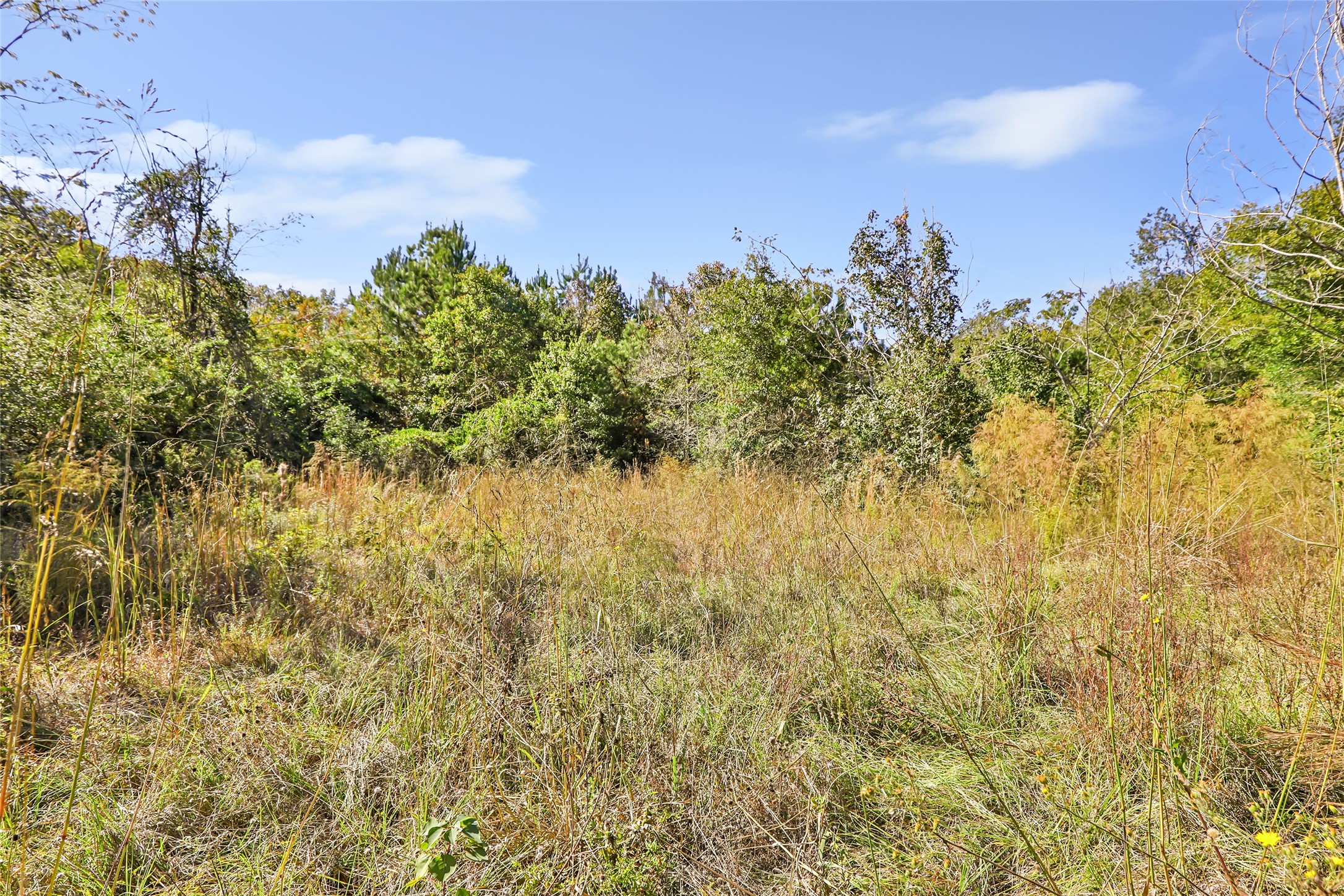 1224 Plum Pudding Road Livingston, TX 77351 - Photo 4 of 11 a view of a city