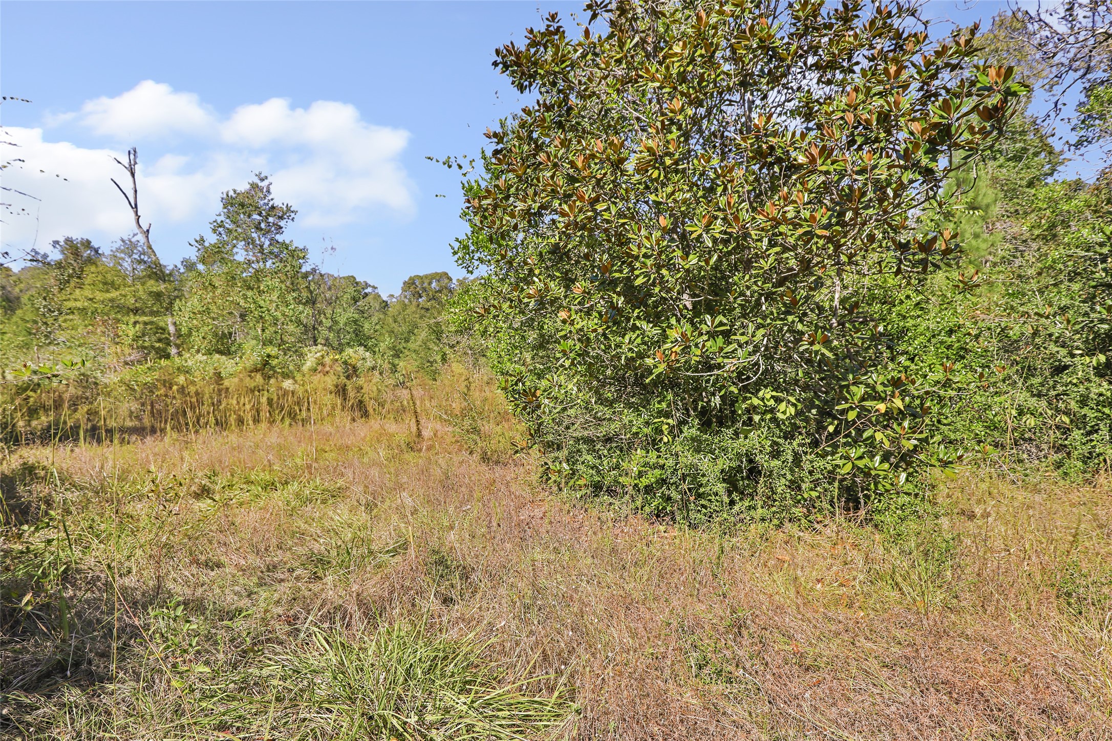 1224 Plum Pudding Road Livingston, TX 77351 - Photo 5 of 11 a view of a yard with a tree