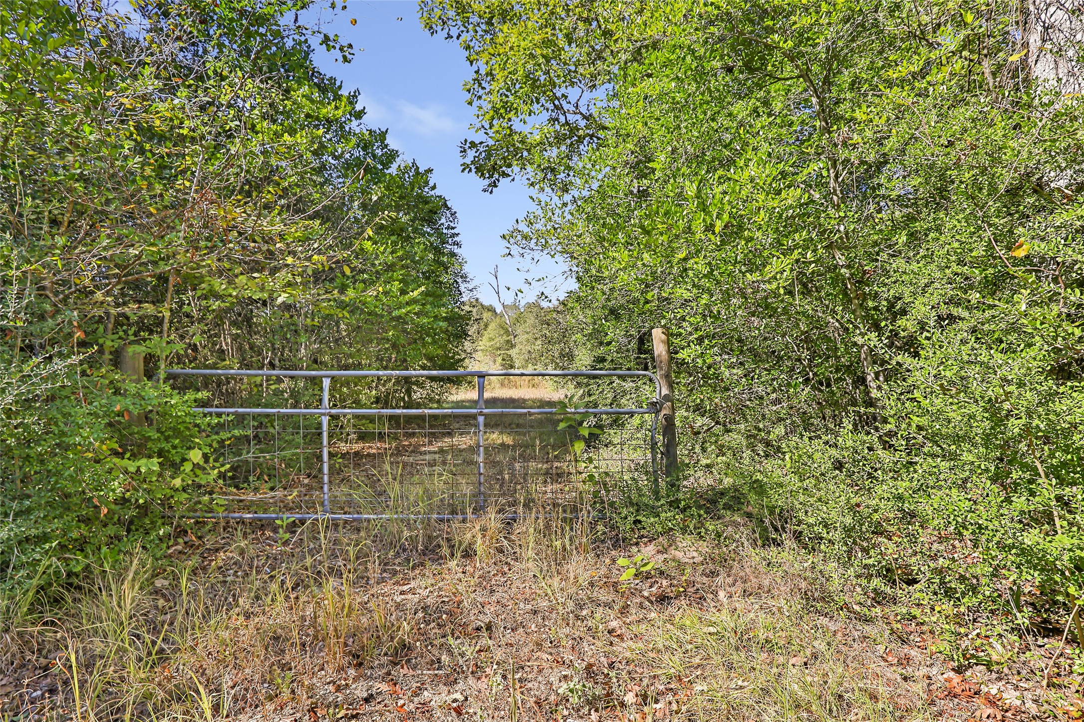 1224 Plum Pudding Road Livingston, TX 77351 - Photo 6 of 11 a view of a yard