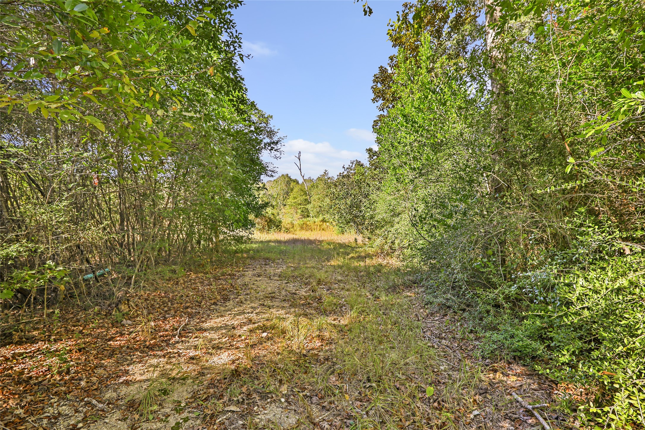 1224 Plum Pudding Road Livingston, TX 77351 - Photo 8 of 11 a view of a trees with a yard