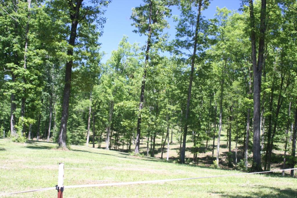 1241 Darrow Ridge Road Jamestown, TN 38556 - Photo 22 of 28 IMG_3150 (1024x683)