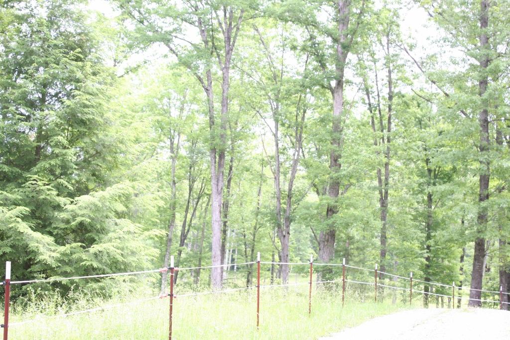 1241 Darrow Ridge Road Jamestown, TN 38556 - Photo 9 of 28 IMG_3021 (1024x683)