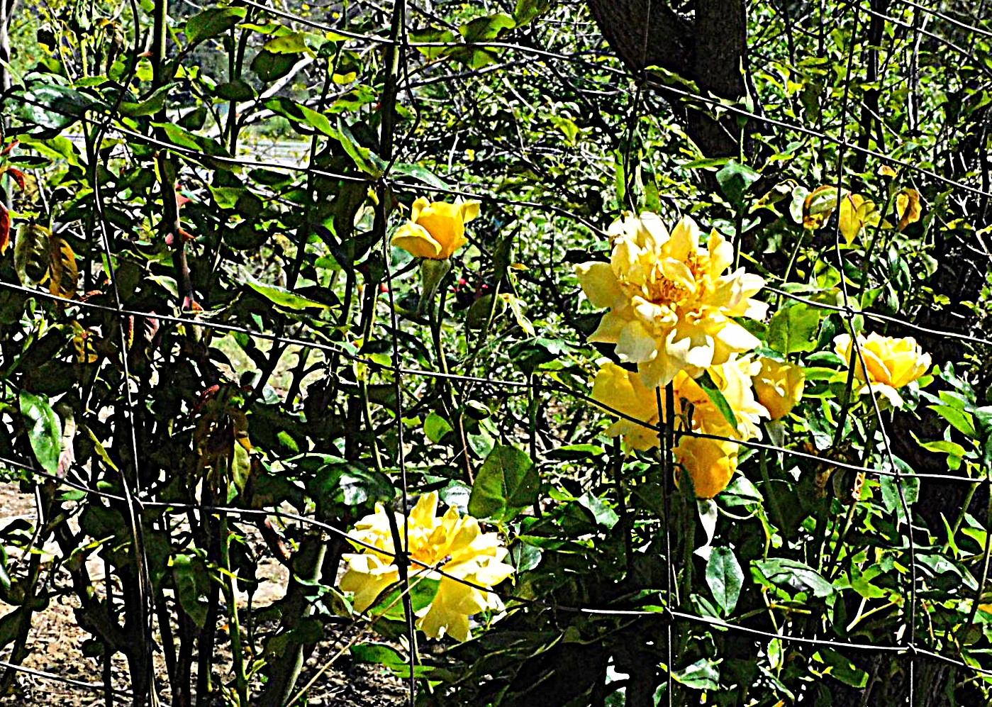 4360 Pleasant Valley Road Placerville, CA 95667 - Photo 67 of 71 a view of tree