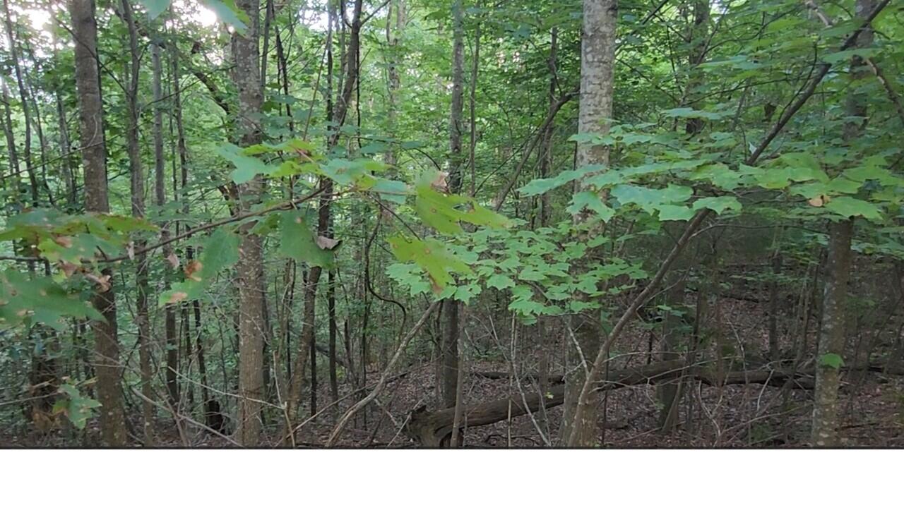 0 High Point Lane, Unit LOT 79 Jasper, TN 37347 - Photo 14 of 17 Sloping Down to Ravine