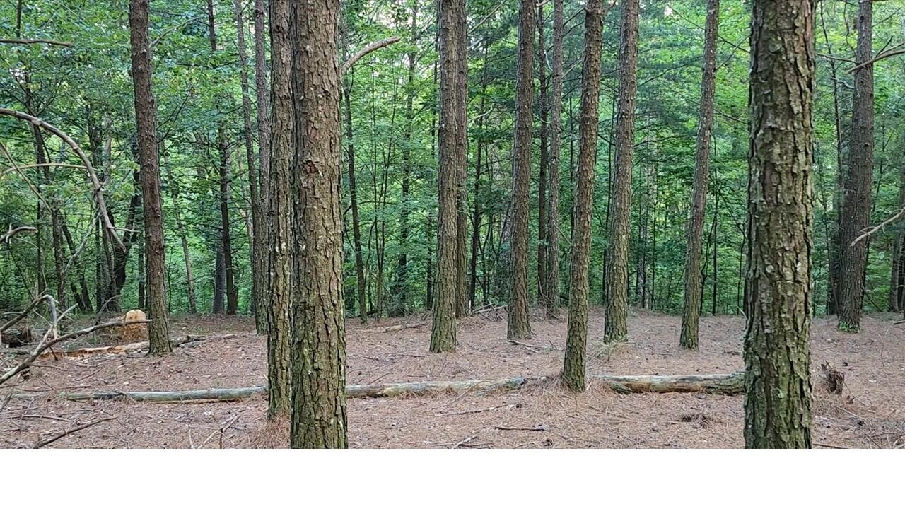 0 High Point Lane, Unit LOT 79 Jasper, TN 37347 - Photo 15 of 17 Potential Home Site