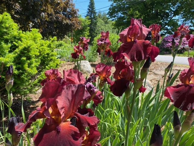 189 Leavitt Road Belmont, NH 03220 - Photo 52 of 58