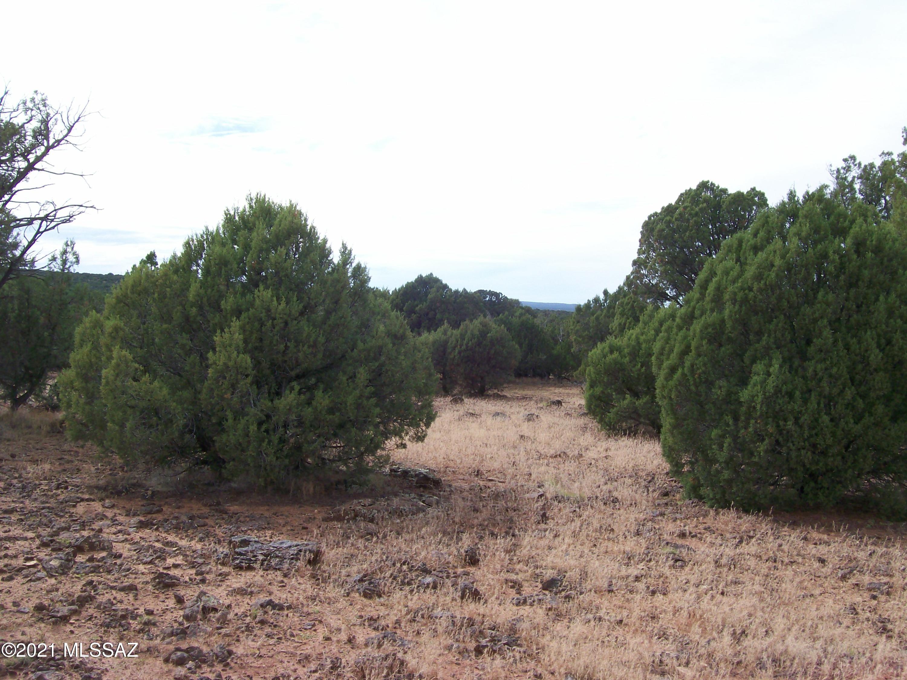 1814 Pronghorn Road Show Low, AZ 85901 - Photo 7 of 10 Gallery Image 7