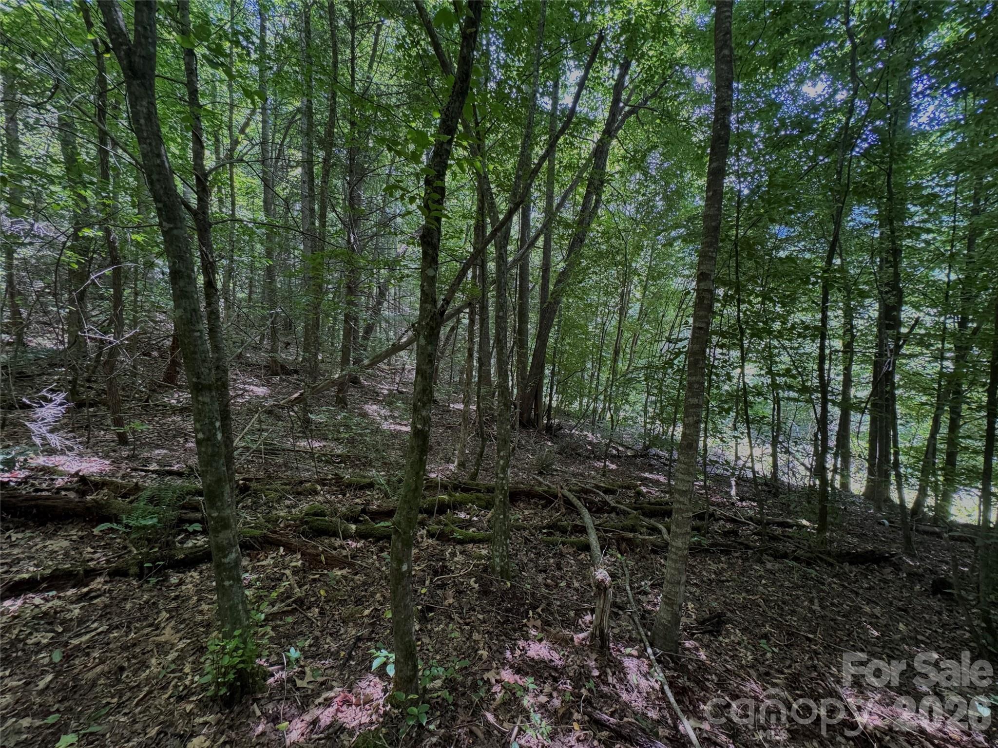 Tbd Paint Fork Road Barnardsville, NC 28709 - Photo 26 of 33 Gallery Image 26