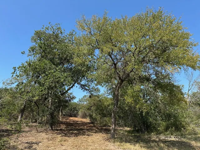 a view of a forest with trees in the background