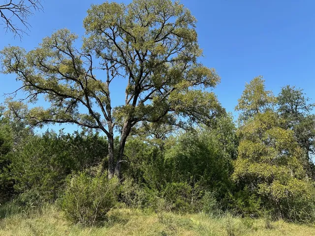 a view of a tree in a yard