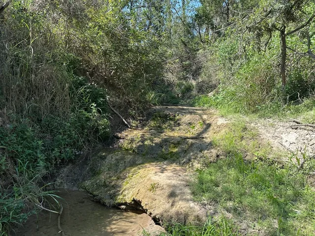 a view of a forest with trees in background
