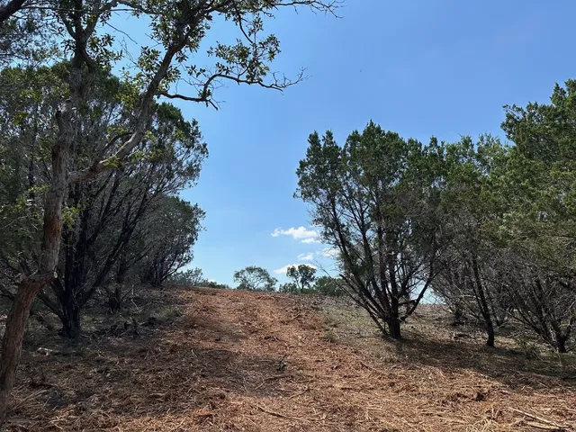 a view of a tree in a yard