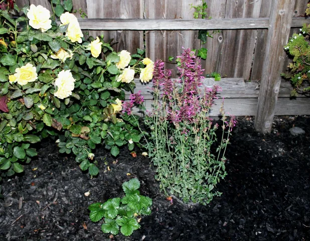 $599,000 | 3811 Roosevelt Avenue, Richmond, CA 94805