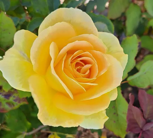 $599,000 | 3811 Roosevelt Avenue, Richmond, CA 94805