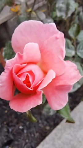 $599,000 | 3811 Roosevelt Avenue, Richmond, CA 94805