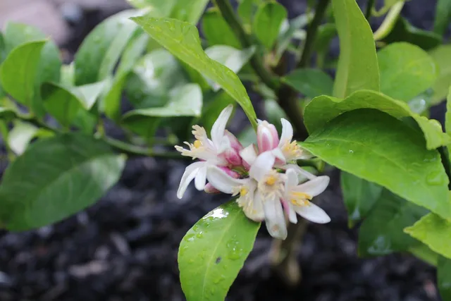 $599,000 | 3811 Roosevelt Avenue, Richmond, CA 94805