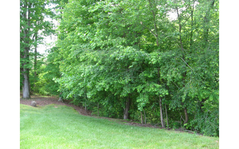 L0-t91 L0-t91 Blue Ridge Village Blue Ridge, GA 30513 - Photo 1 of 1 Main View