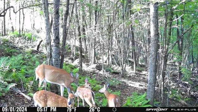 $180,000 | Big Hollow Road, Deposit, NY 13754