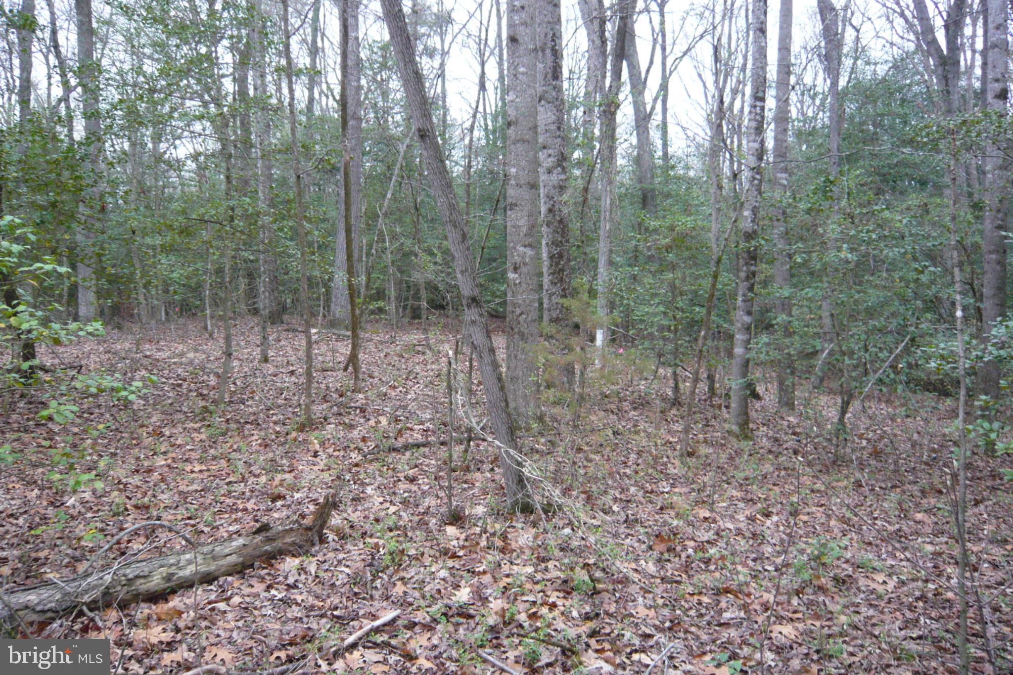 0 Trunk Road Henderson, MD 21640 - Photo 11 of 11 a view of a forest with trees in the background