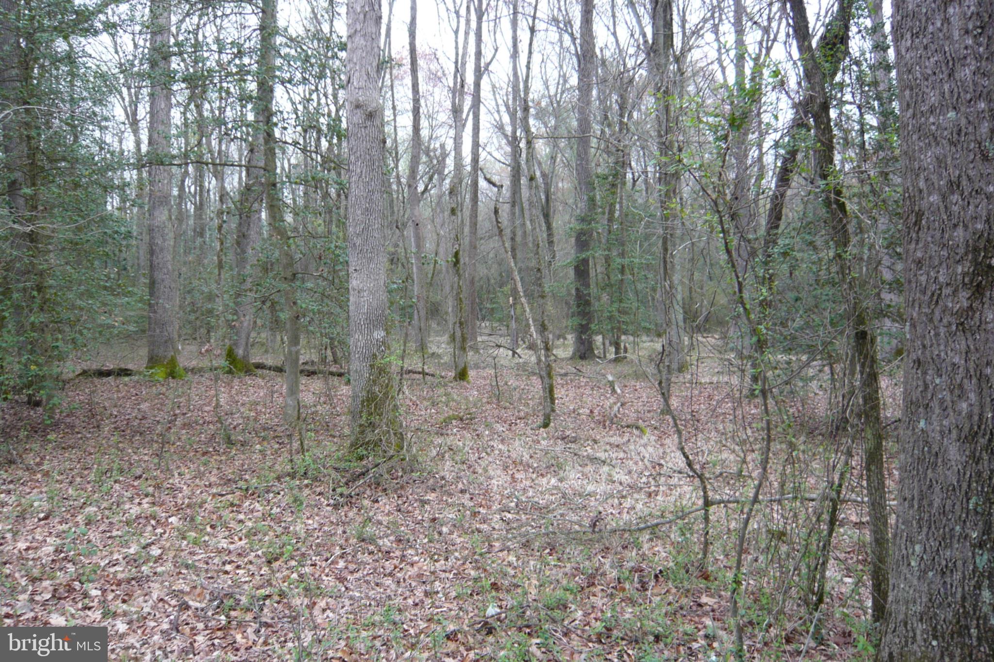 0 Trunk Road Henderson, MD 21640 - Photo 7 of 11 a view of a forest with trees in the background