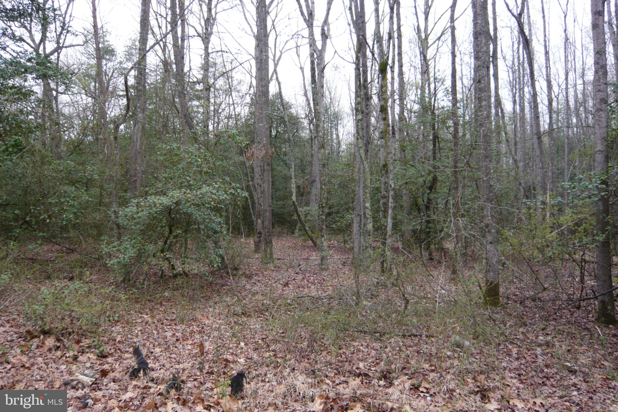 0 Trunk Road Henderson, MD 21640 - Photo 8 of 11 a view of a forest with trees in the background