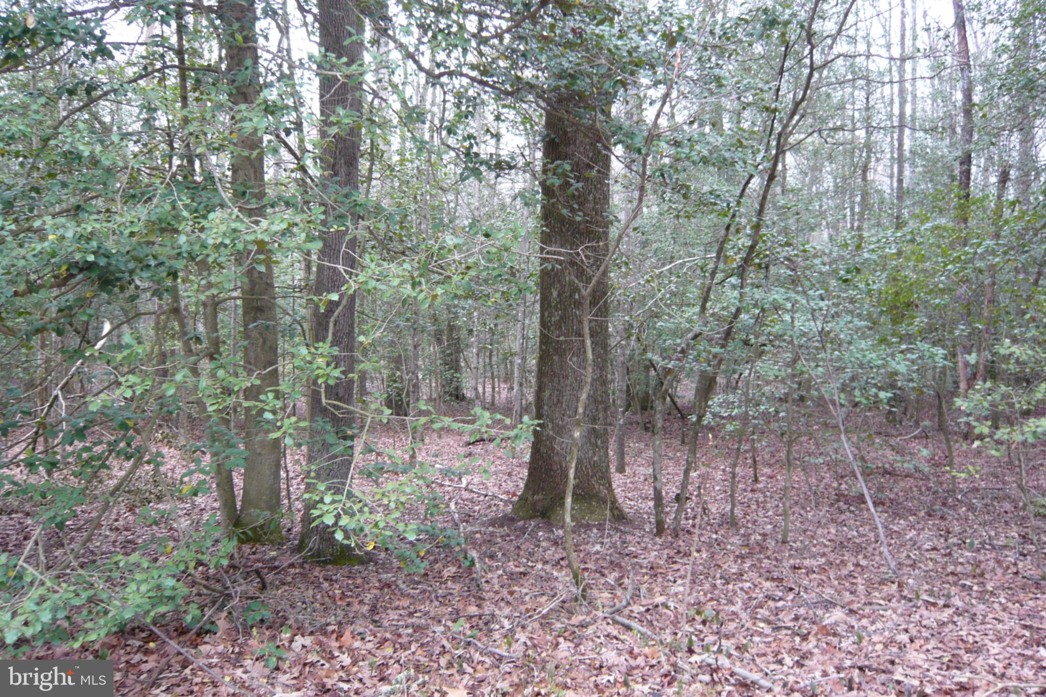 0 Trunk Road Henderson, MD 21640 - Photo 9 of 11 a view of a forest filled with trees