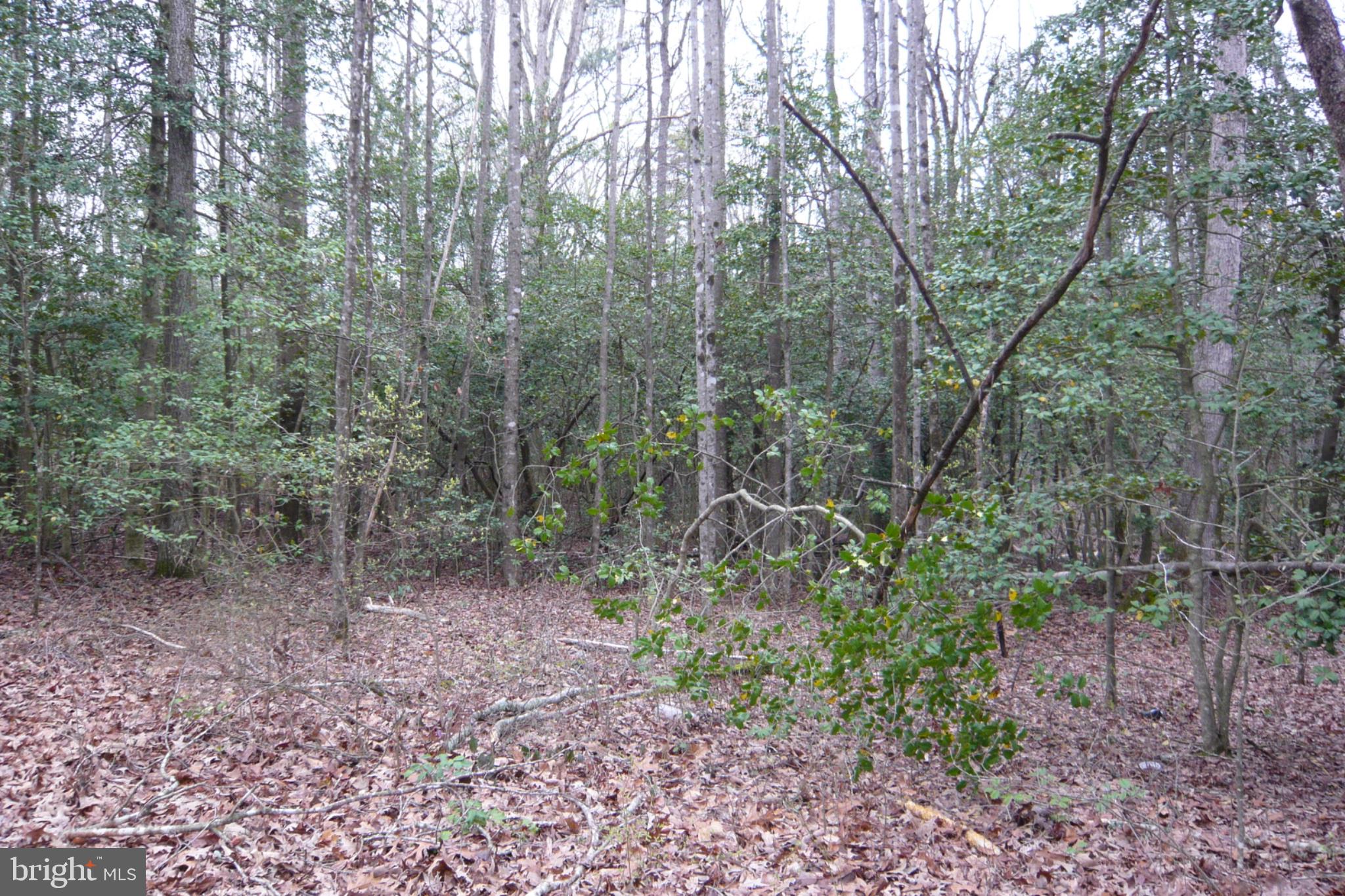 0 Trunk Road Henderson, MD 21640 - Photo 10 of 11 a view of a forest that has large trees