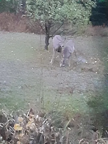 $199,900 | 265 Forest Avenue, Fort Fairfield, ME 04742