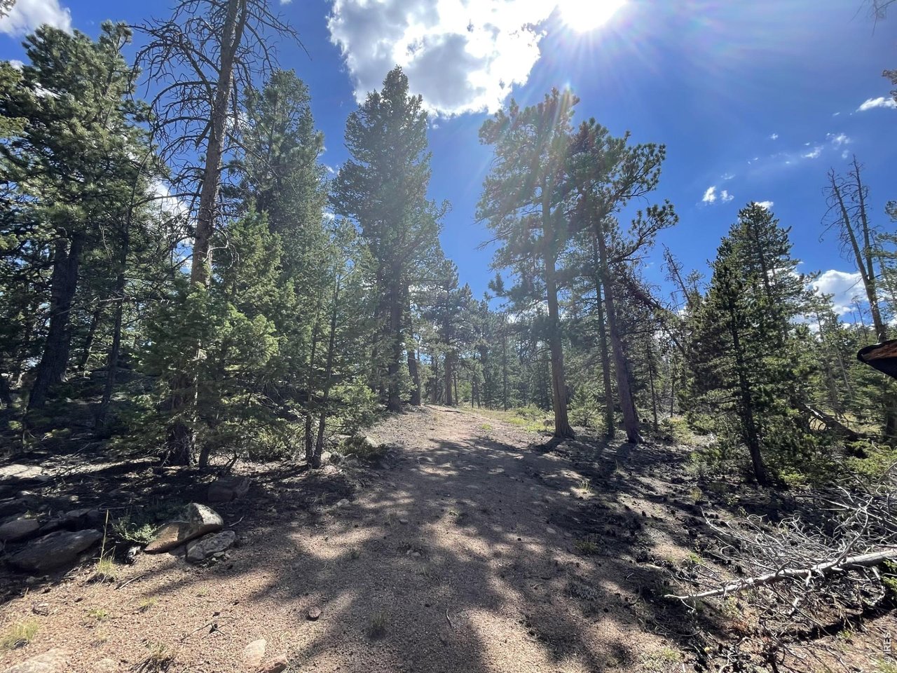 34 Shawnee Road Red Feather Lakes, CO 80545 - Photo 15 of 31 Looking back up the drive towards Shawnee Rd.