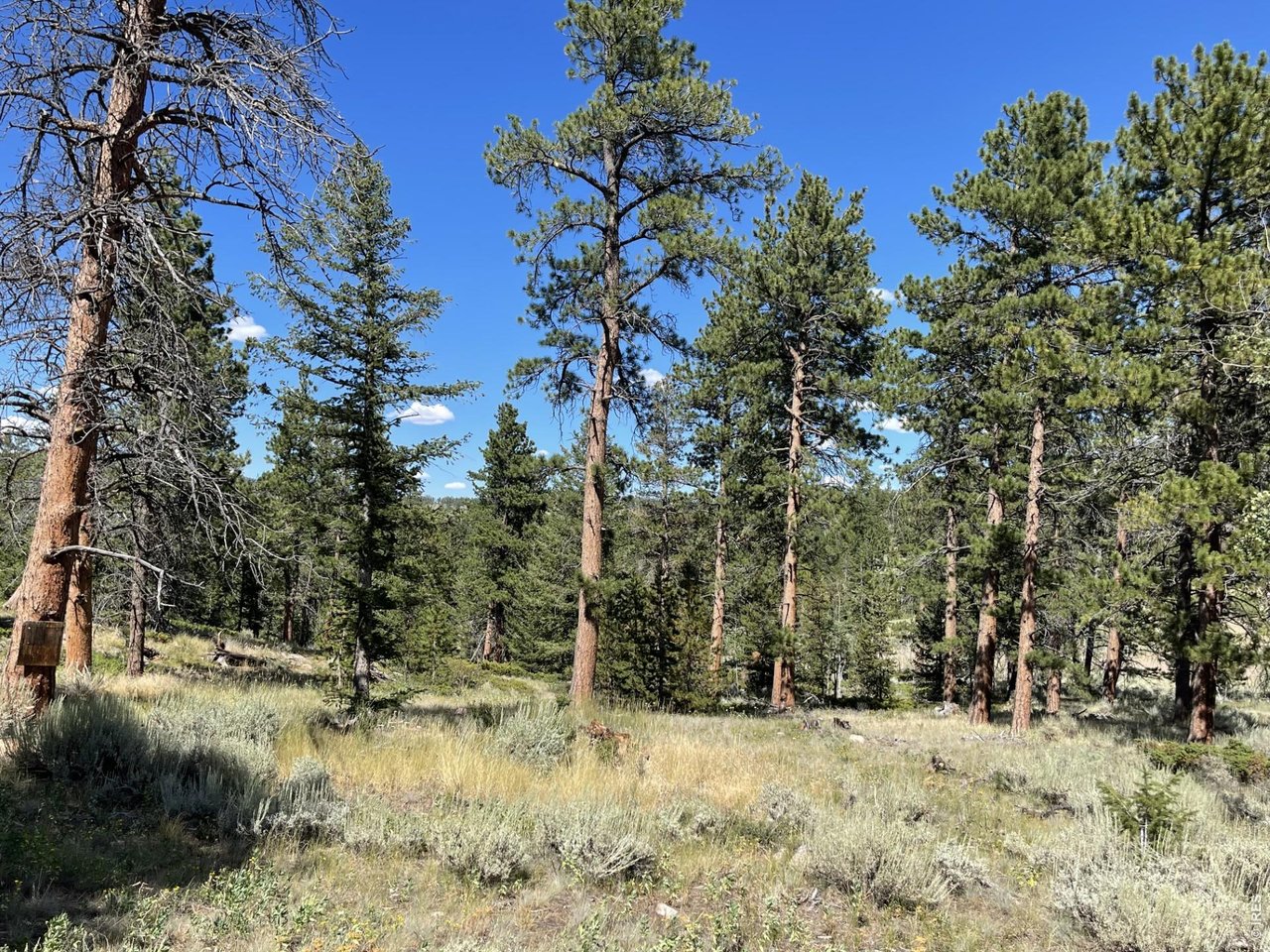 34 Shawnee Road Red Feather Lakes, CO 80545 - Photo 19 of 31 View from the County Road.