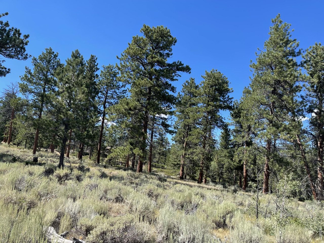 34 Shawnee Road Red Feather Lakes, CO 80545 - Photo 20 of 31