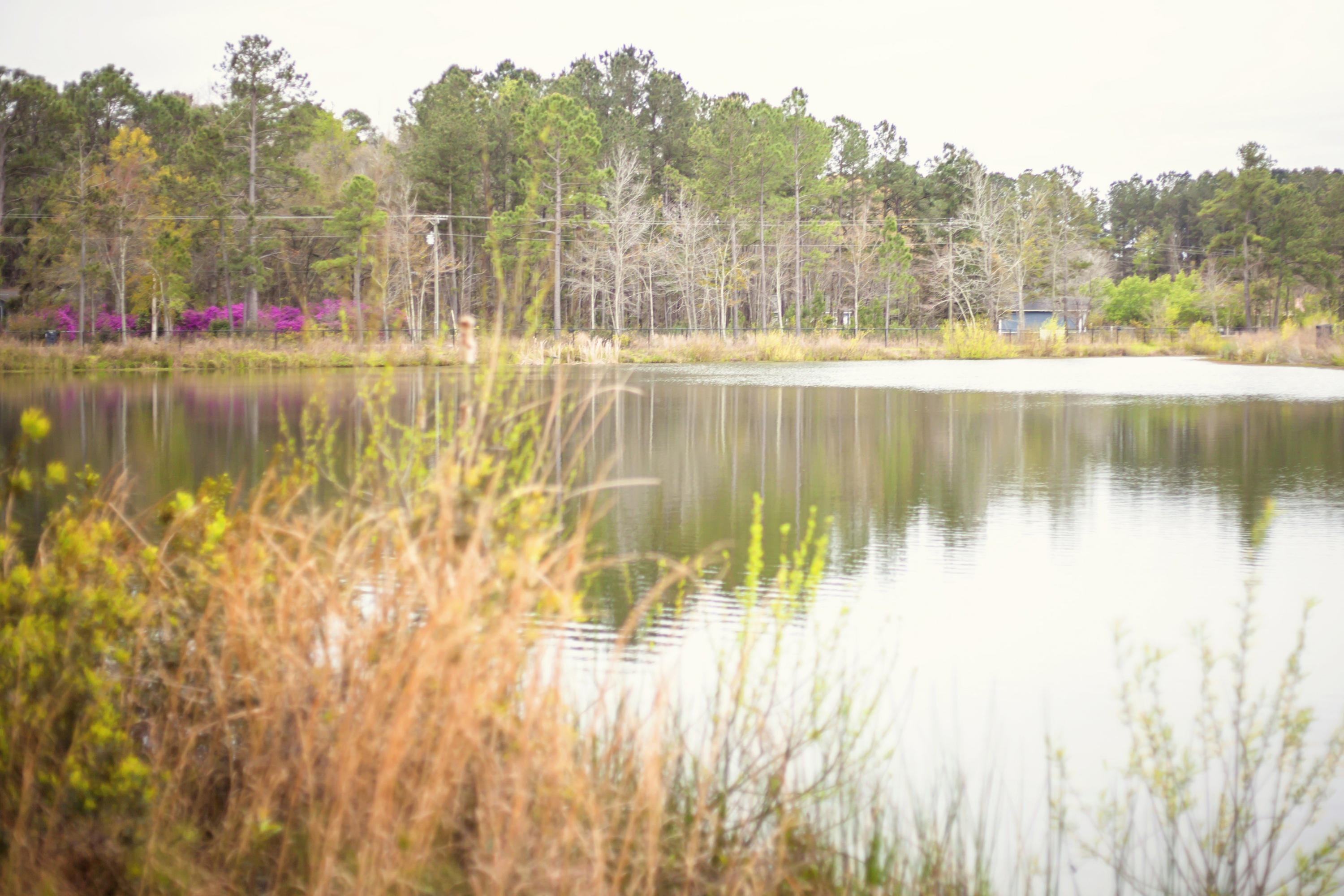174 Brookhaven Road Summerville, SC 29486 - Photo 3 of 46 Pond view