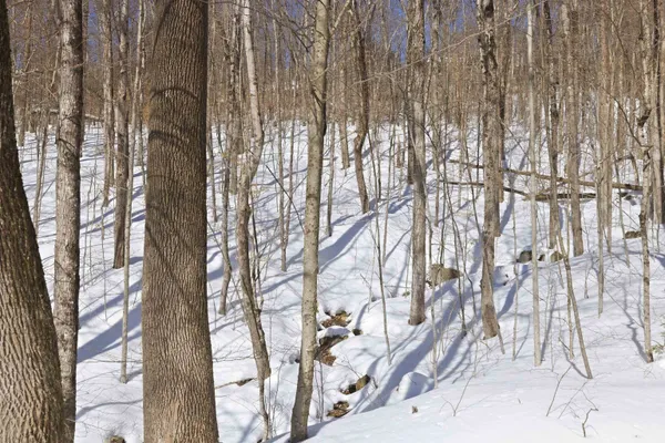 $659,900 | 25 Ravine Lane, Unit 3, Lincoln, NH 03251