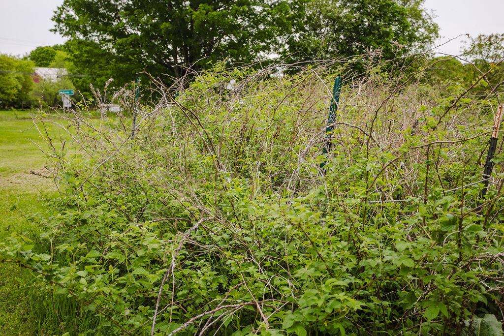 77 Main Street New Sharon, ME 04955 - Photo 63 of 70 taylor-kaminsky-photo-17