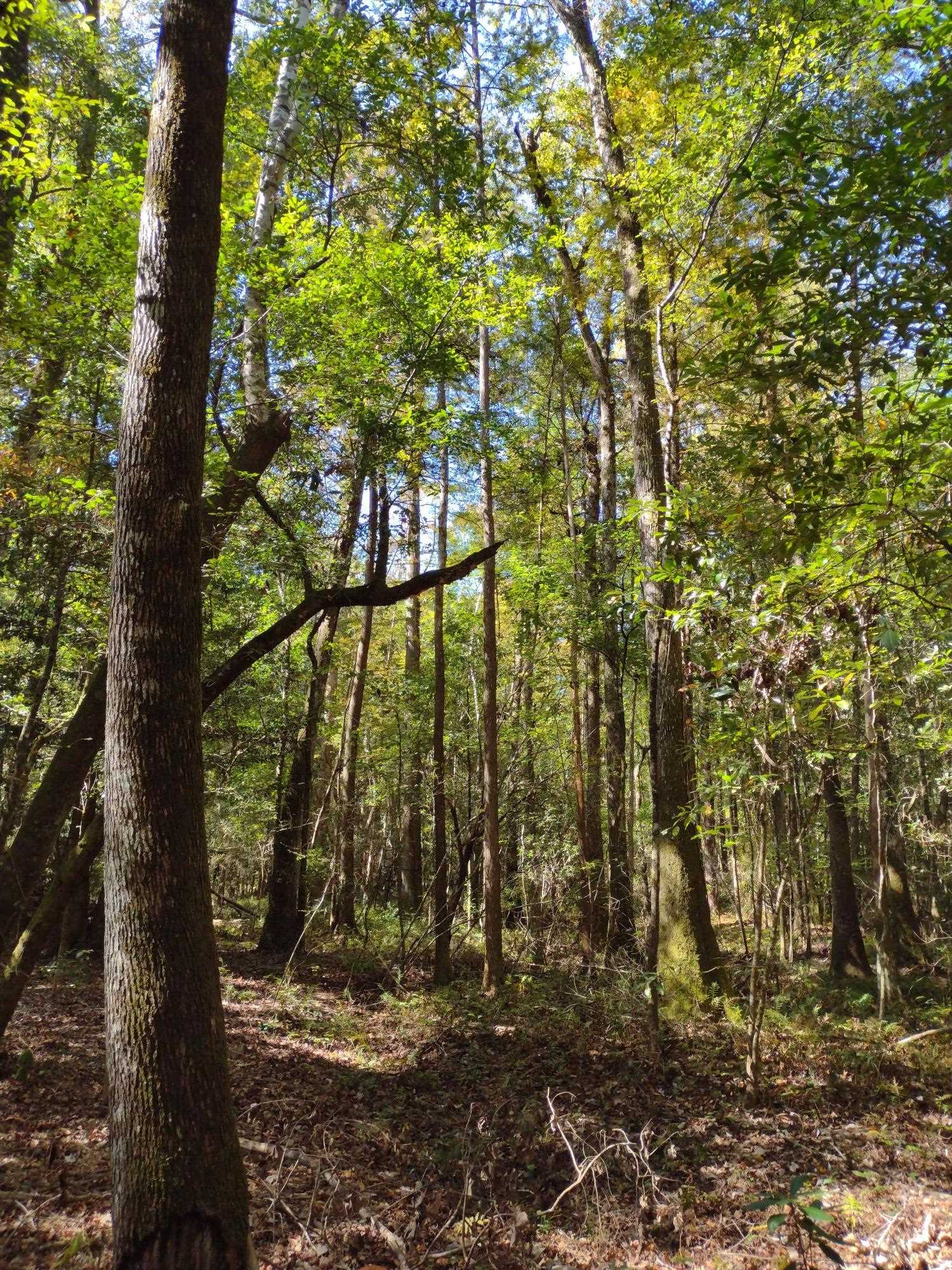 0 Canaan Road West Stockton, AL 36579 - Photo 6 of 12