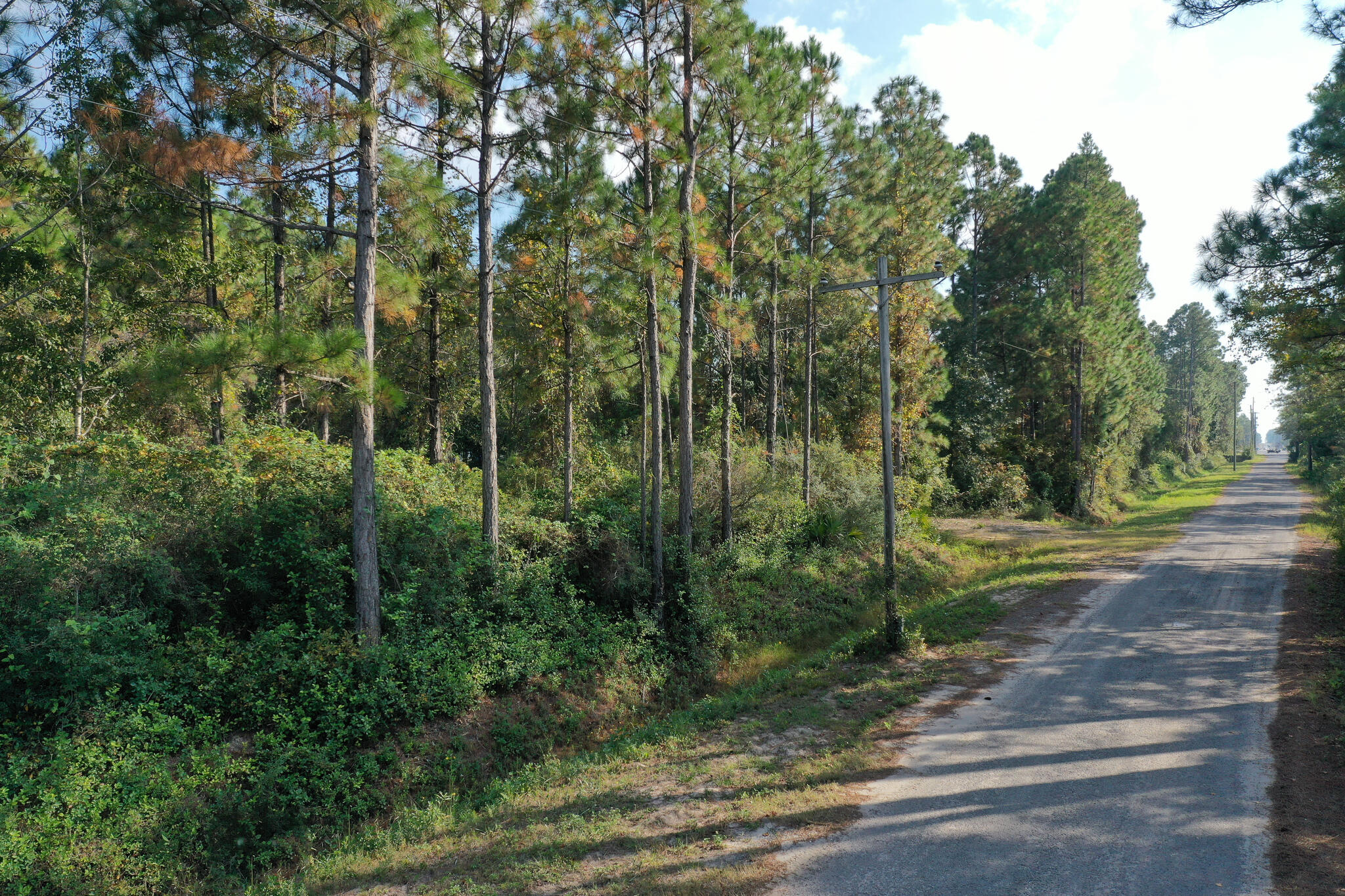 a view of a yard with large trees