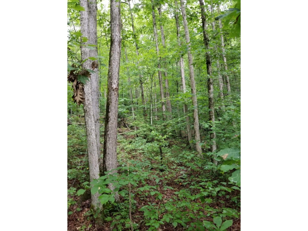 0 Thomas Road Rogersville, TN 37857 - Photo 3 of 8 Photo 3