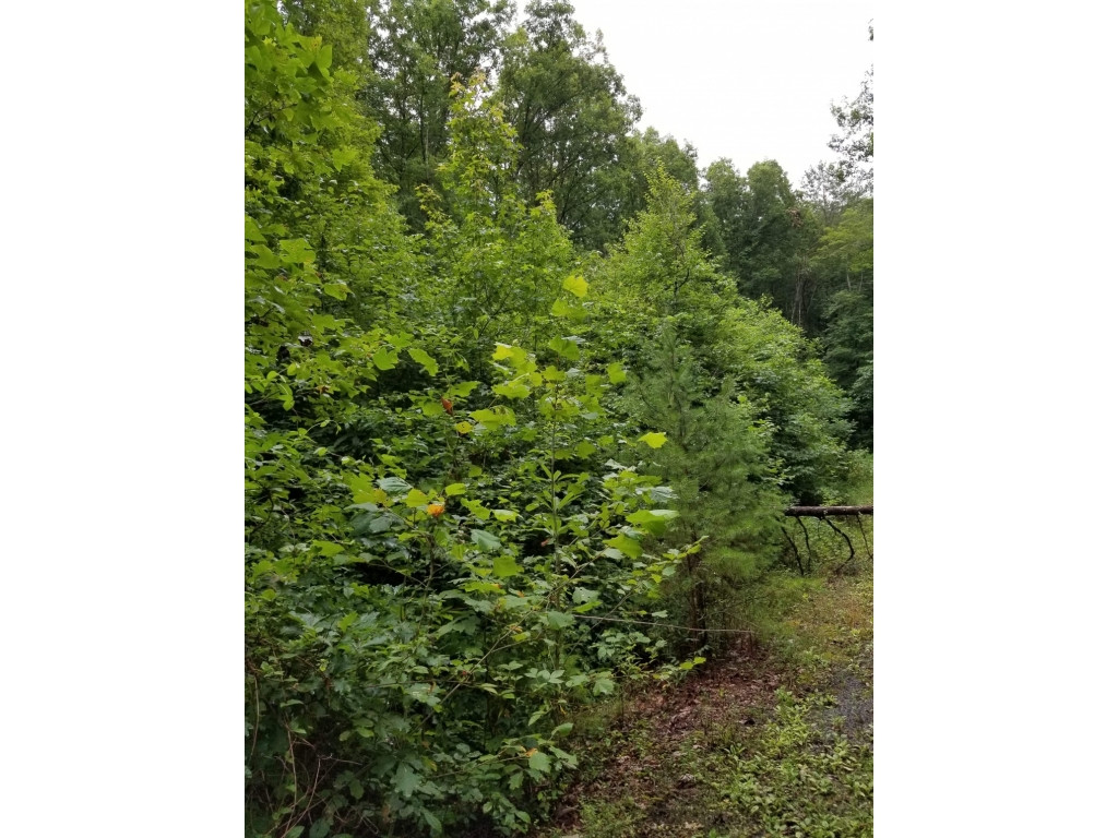 0 Thomas Road Rogersville, TN 37857 - Photo 6 of 8 Photo 6