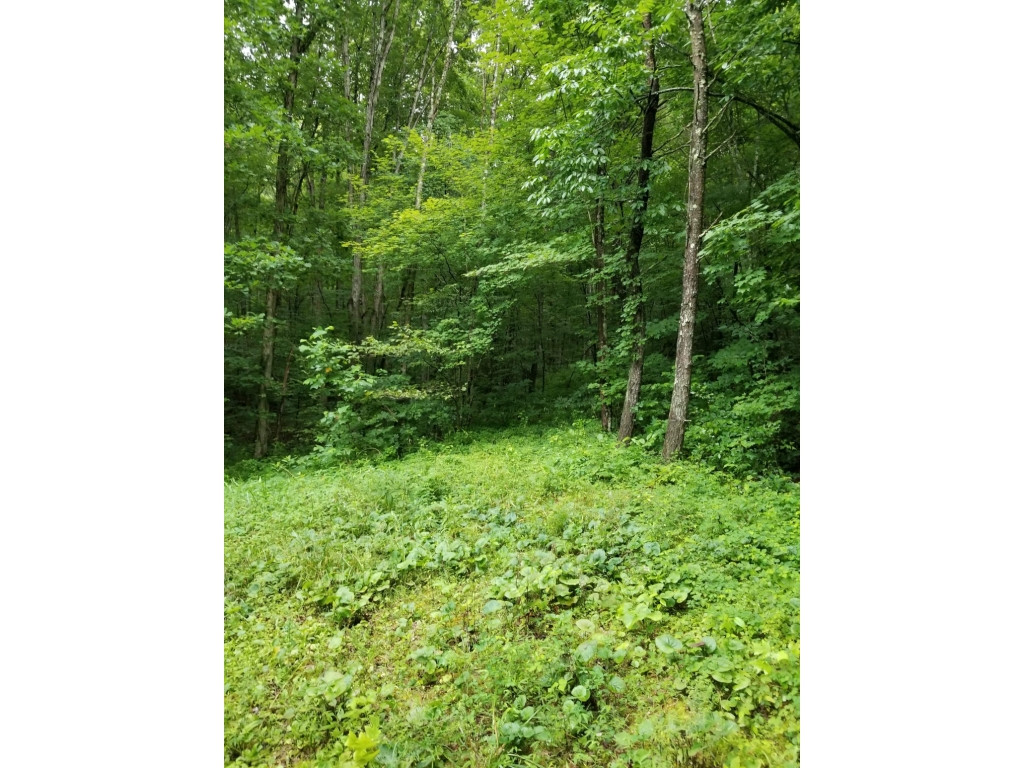0 Thomas Road Rogersville, TN 37857 - Photo 8 of 8 Photo 8