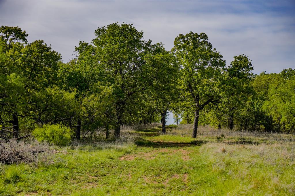 Tbd Roney Road Jacksboro, TX 76458 - Photo 20 of 40 a view of a tree in a yard