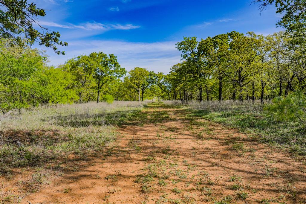 Tbd Roney Road Jacksboro, TX 76458 - Photo 22 of 40 a view of a yard with plants